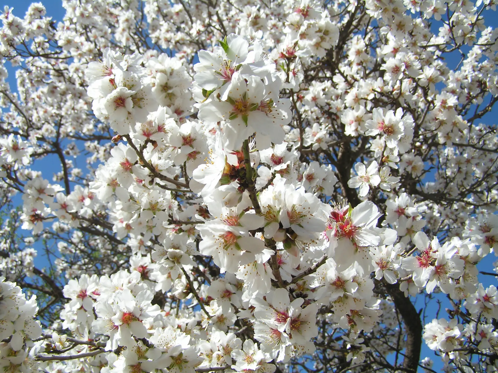 MANDORLI, ARGAN E DATTERI